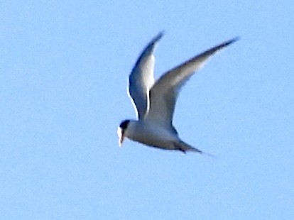 Least Tern - John Amoroso