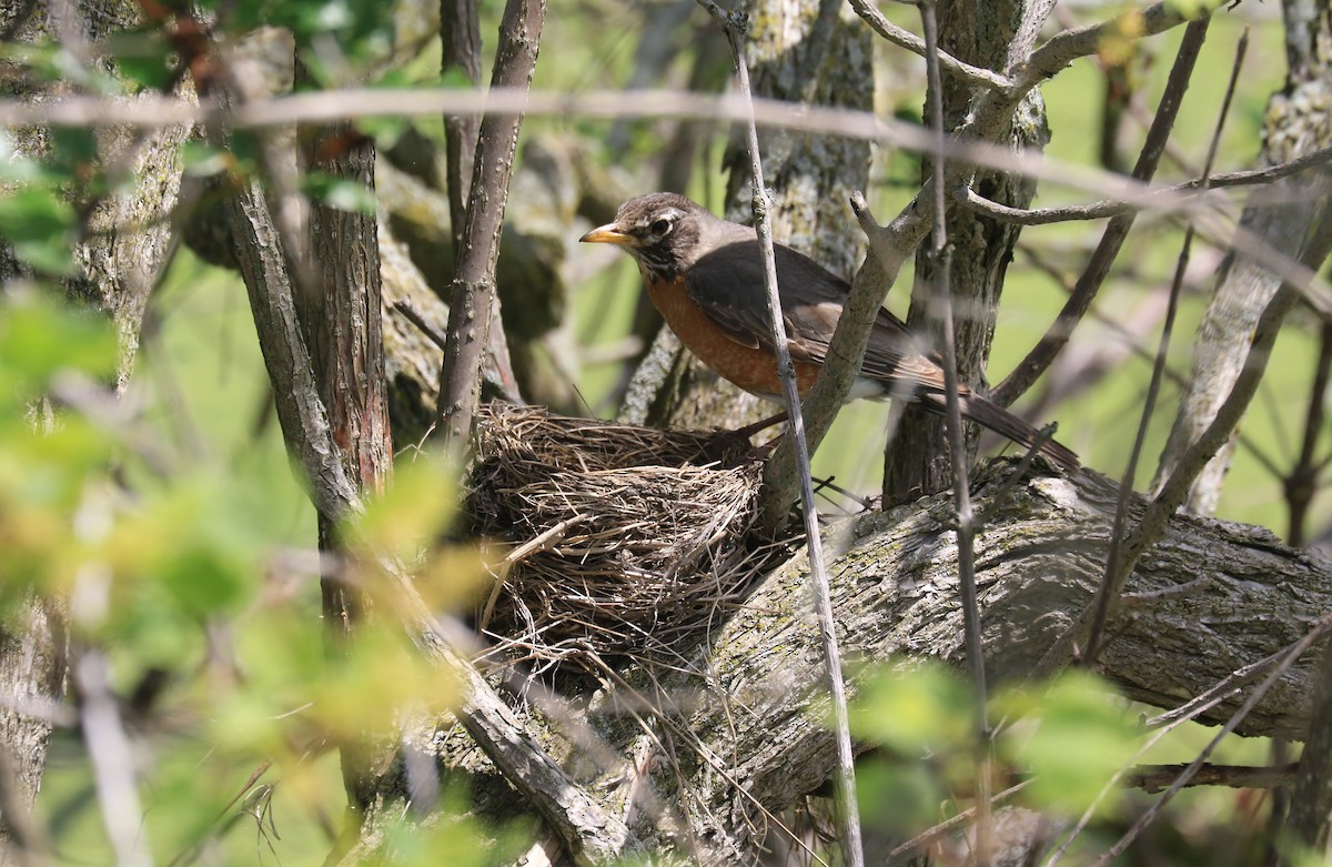 American Robin - ML619653766