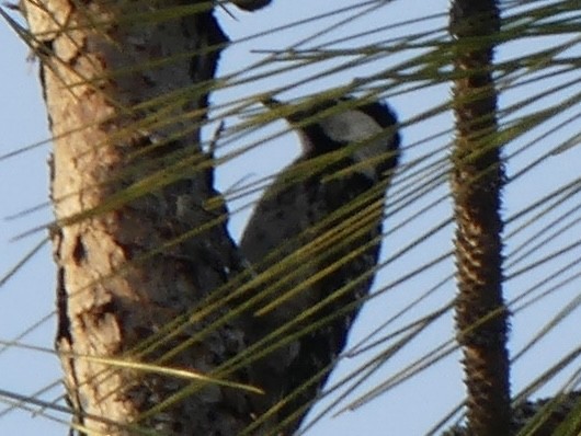 Red-cockaded Woodpecker - Thomas Ledford