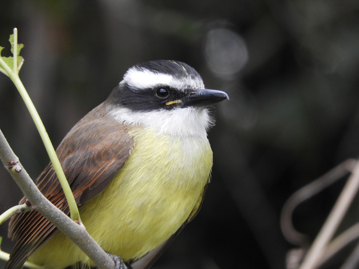 Great Kiskadee - Leandro Ceschin