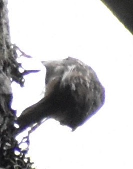 Brown Creeper - ML619653776