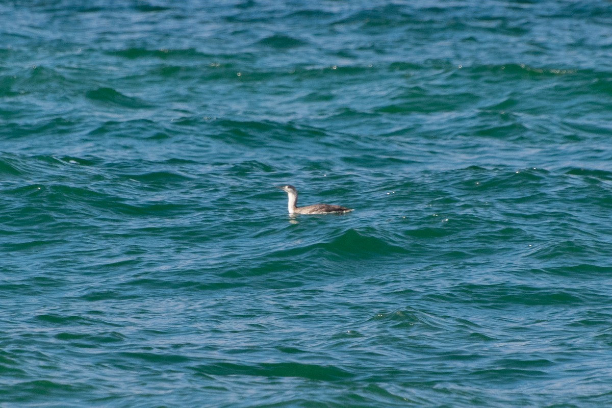 Red-throated Loon - Haley Johnson