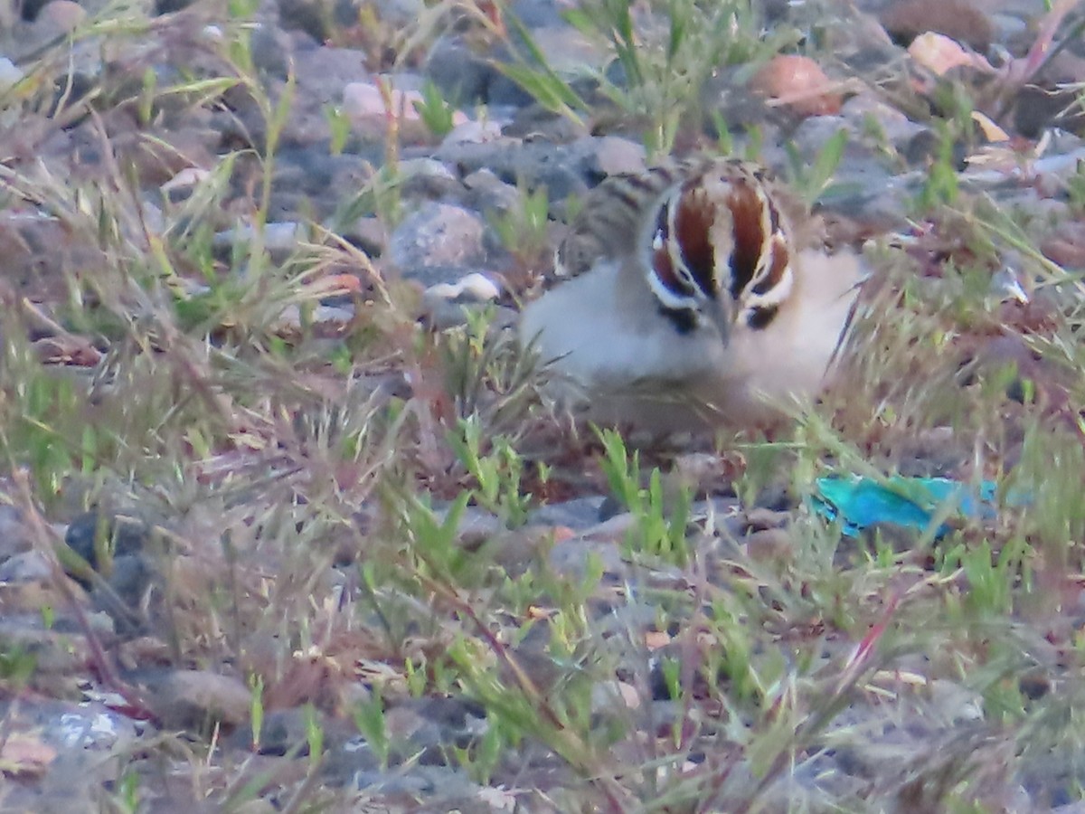 Lark Sparrow - Ursula  Mitra