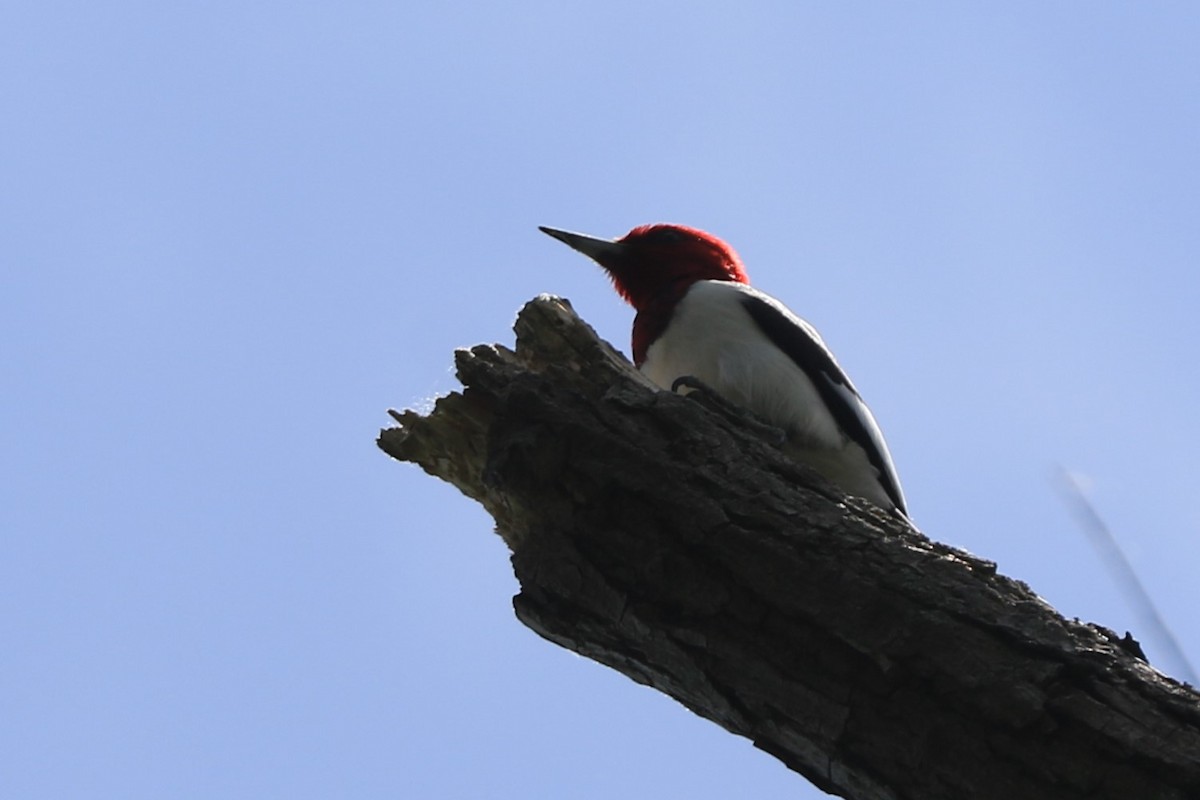 Red-headed Woodpecker - Jennifer Allison
