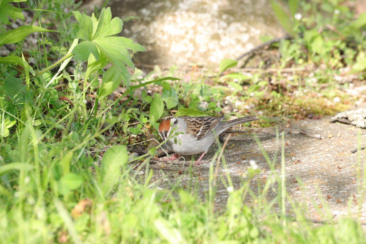 Chipping Sparrow - William Going