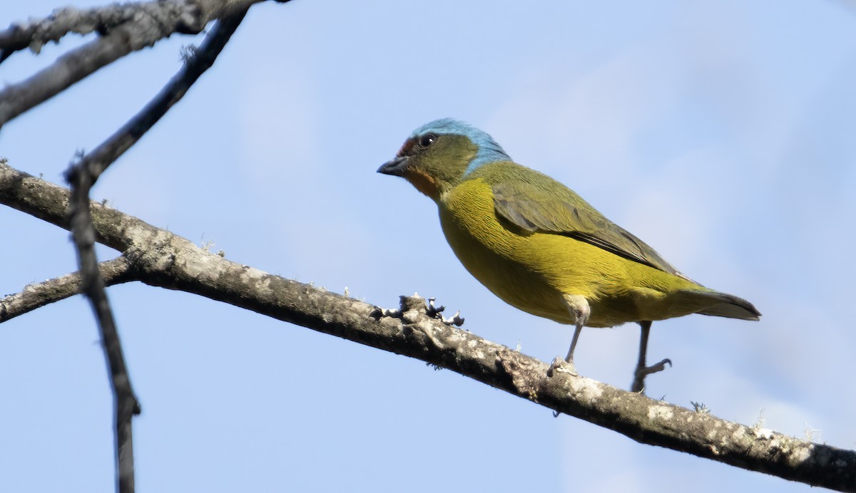 Elegant Euphonia - Carolyn Bennett