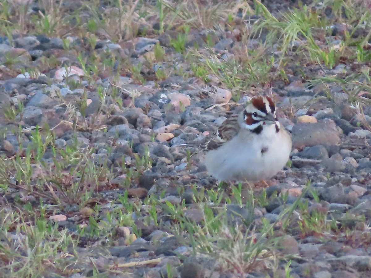 Lark Sparrow - Ursula  Mitra