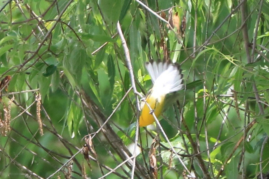Prothonotary Warbler - ML619653808