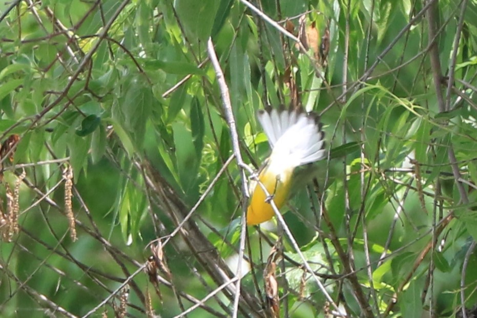 Prothonotary Warbler - Jennifer Allison