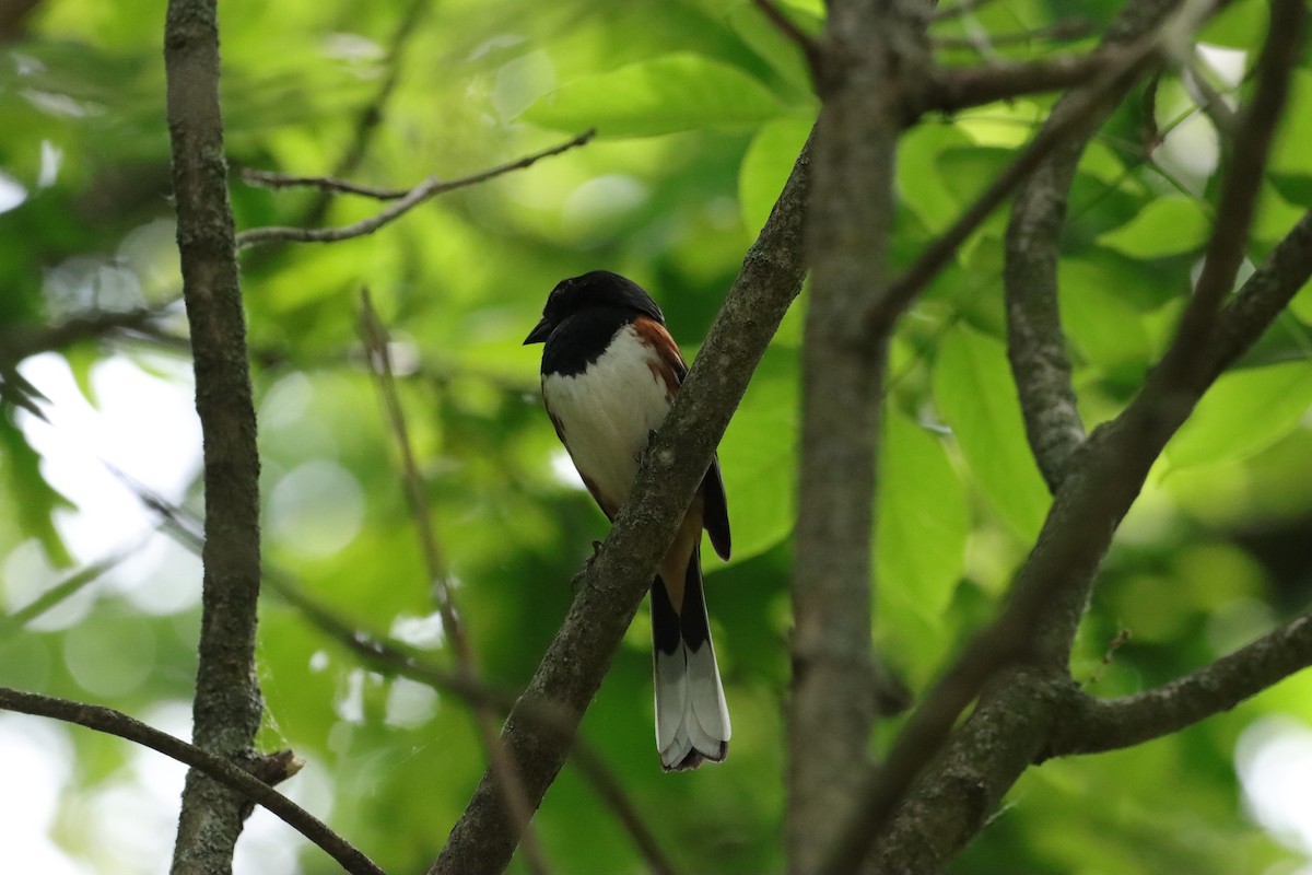 Eastern Towhee - William Going