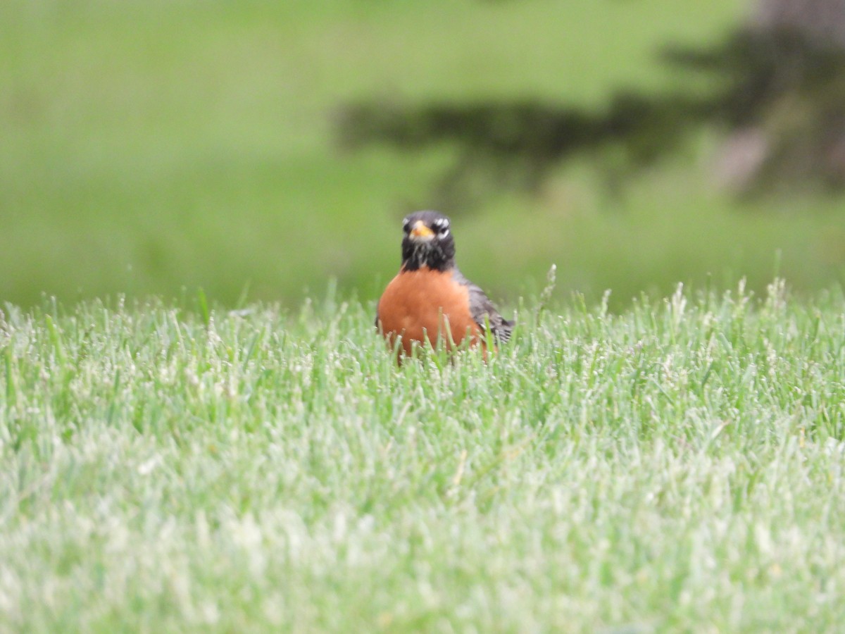 American Robin - Gerard Nachtegaele