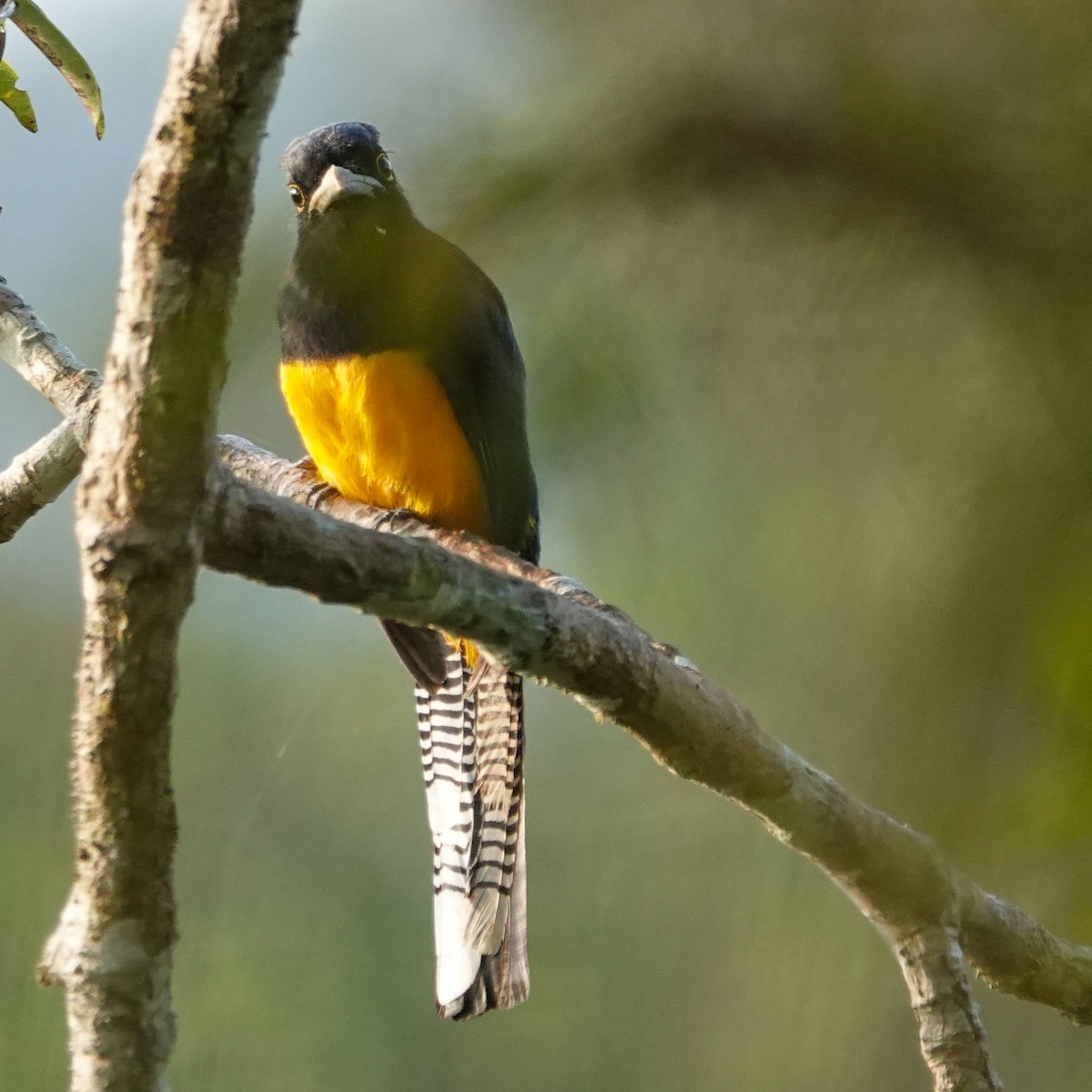 trogon amazonský - ML619653820