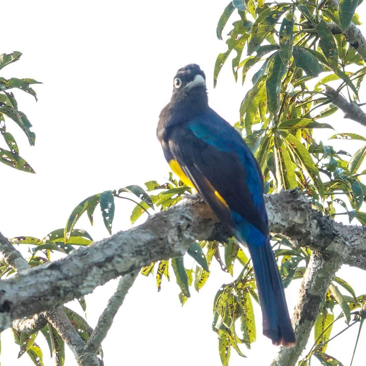 trogon amazonský - ML619653821