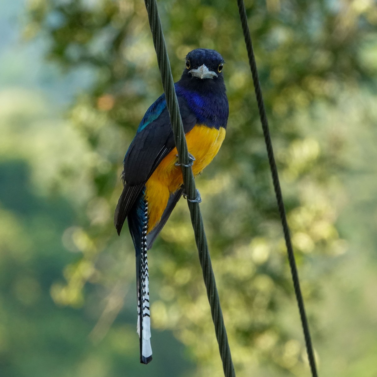 Amazonian Trogon - Celesta von Chamier