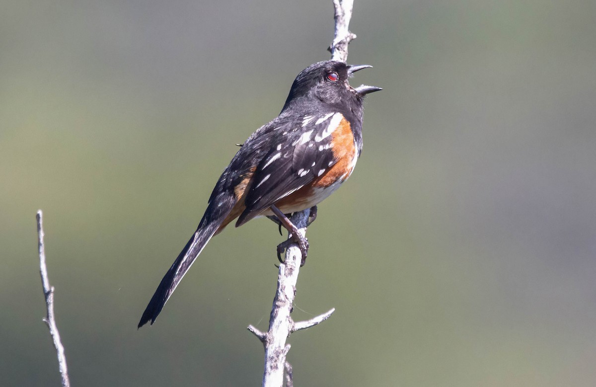 Spotted Towhee - John Scharpen