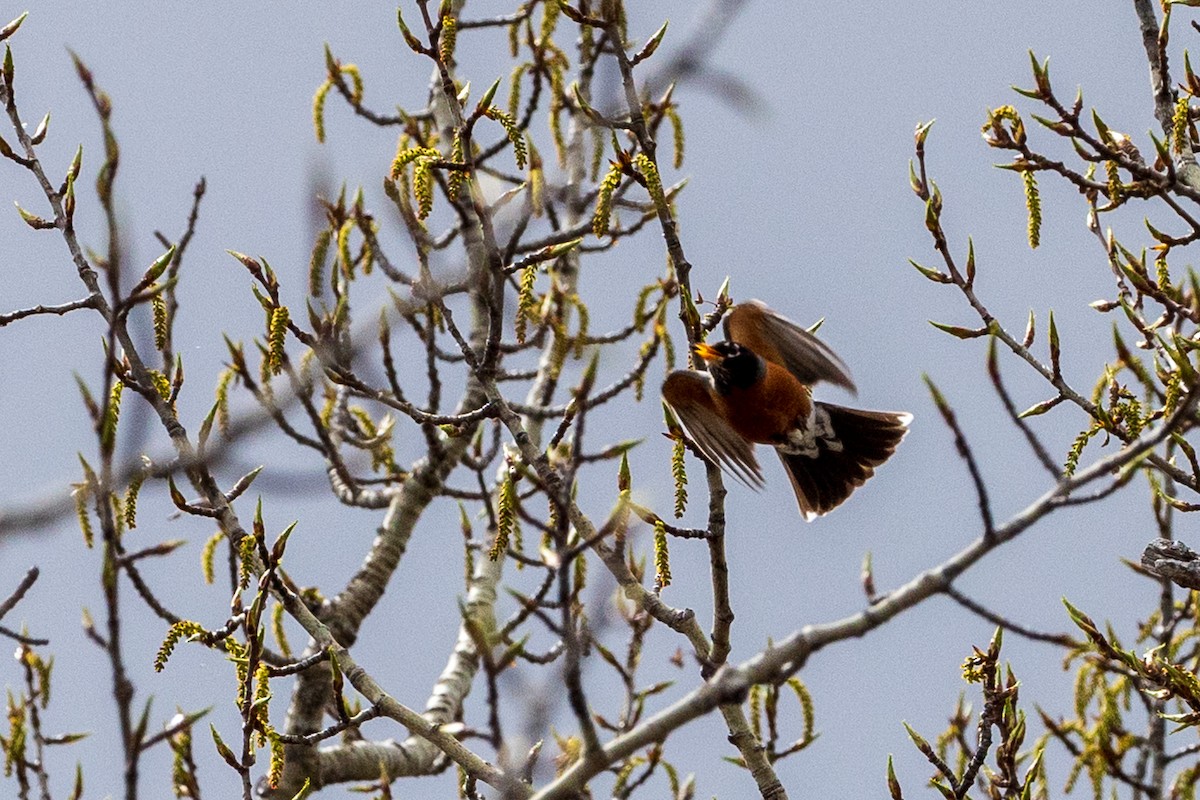 American Robin - Andrew Hart