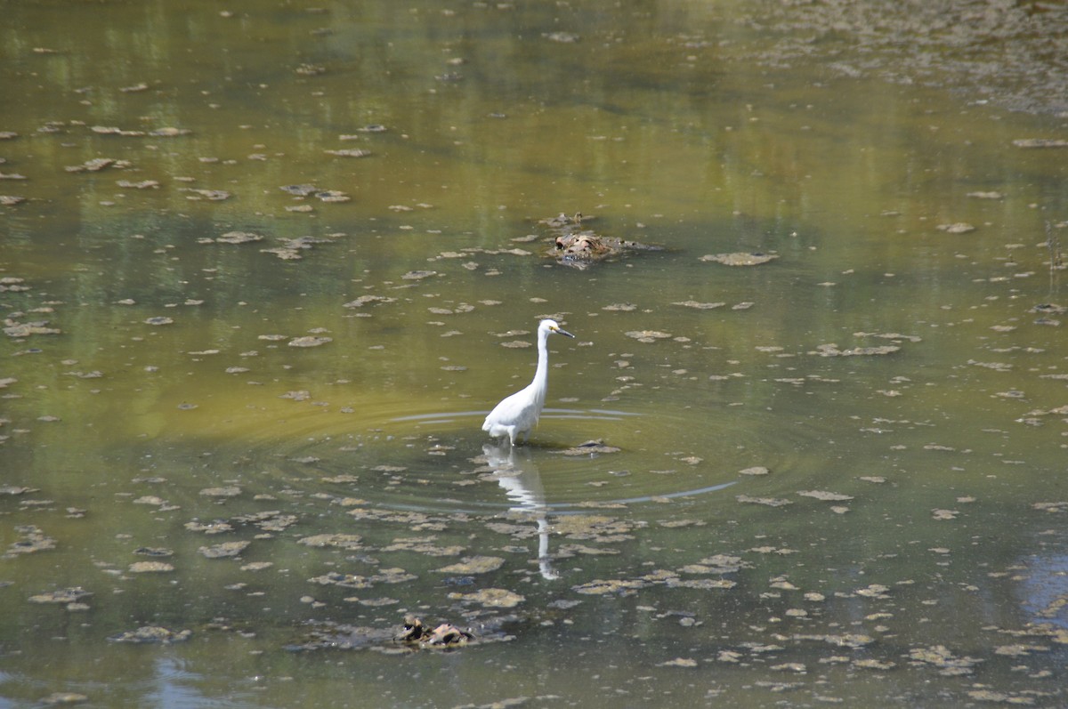 Snowy Egret - Rahul Pandya