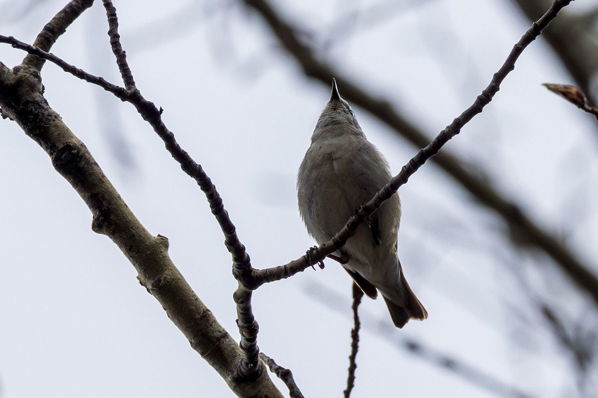 Tennessee Warbler - Andrew Hart