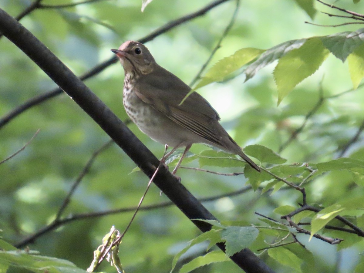 Gray-cheeked Thrush - Angela Romanczuk