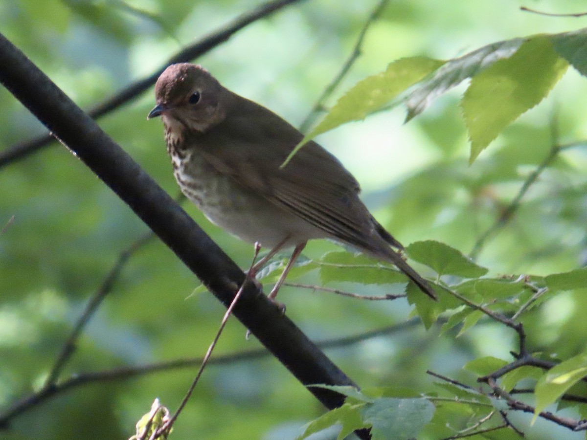 Gray-cheeked Thrush - Angela Romanczuk