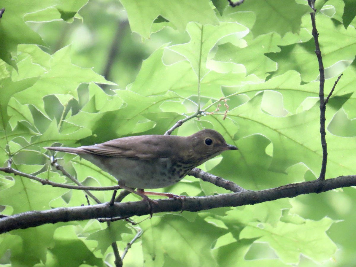 Gray-cheeked Thrush - Angela Romanczuk