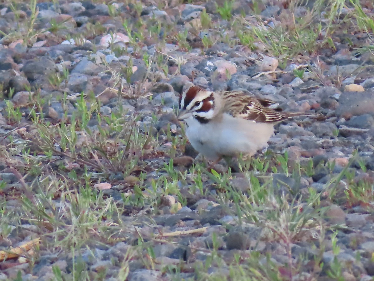 Lark Sparrow - Ursula  Mitra