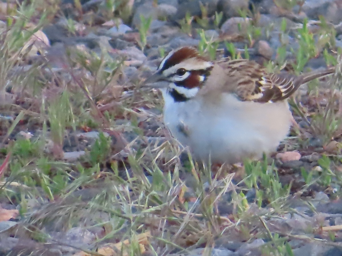 Lark Sparrow - Ursula  Mitra