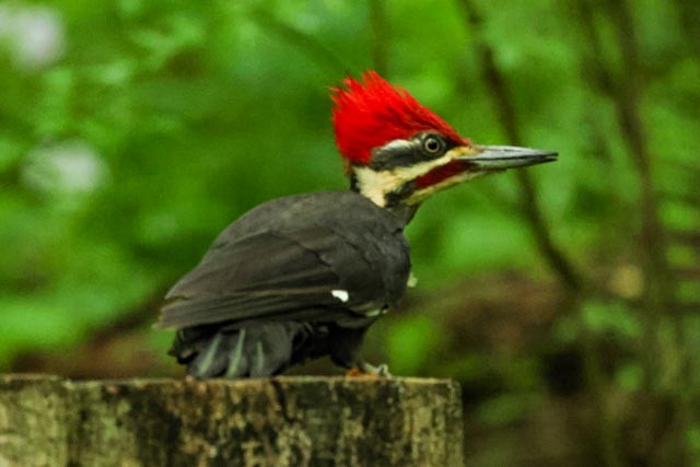 Pileated Woodpecker - John Finley
