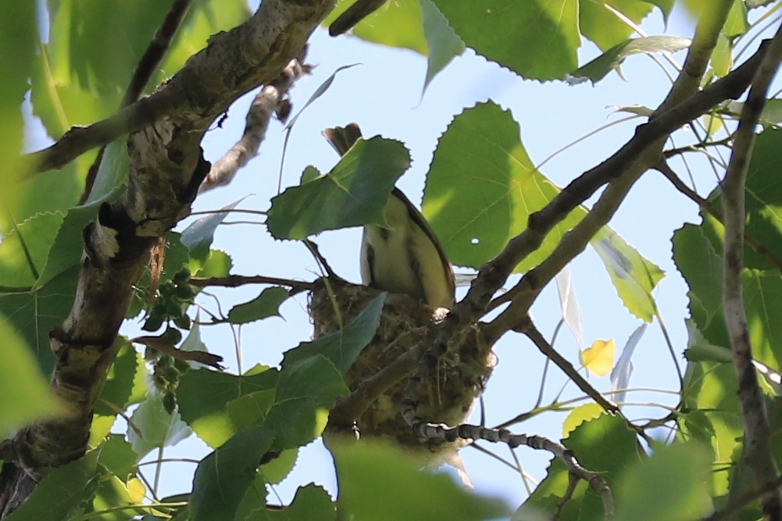 Warbling Vireo - Jennifer Allison