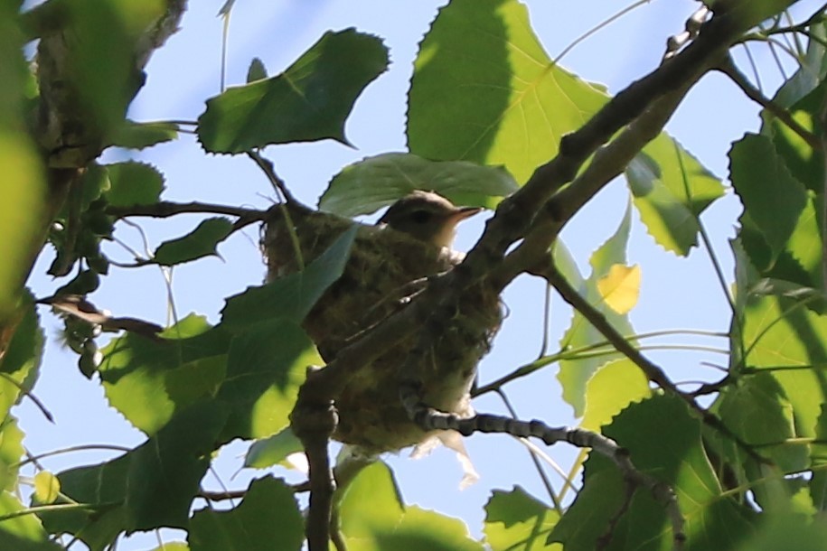 Warbling Vireo - Jennifer Allison