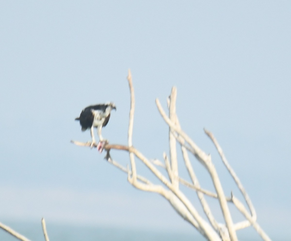 Osprey - Leonardo Guzmán (Kingfisher Birdwatching Nuevo León)