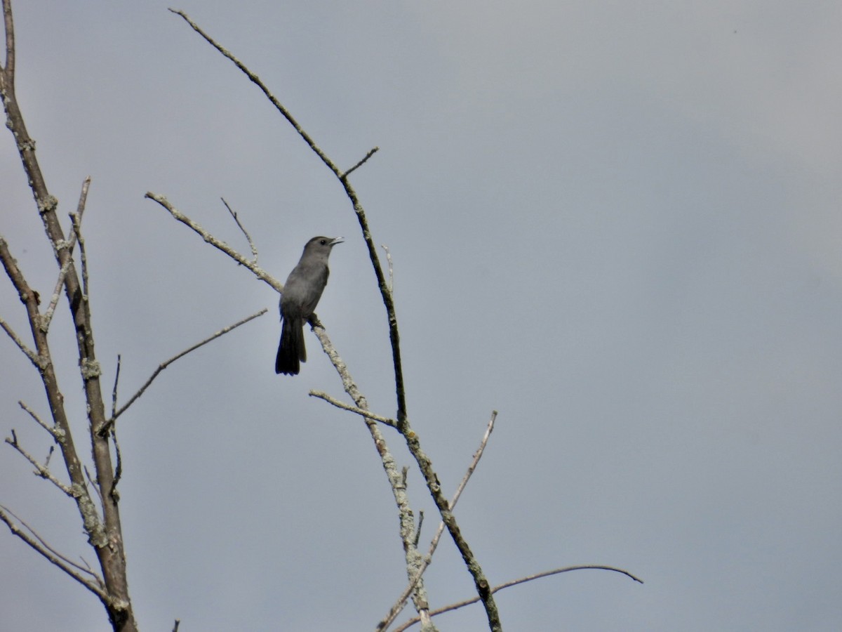 Gray Catbird - Deb Diane