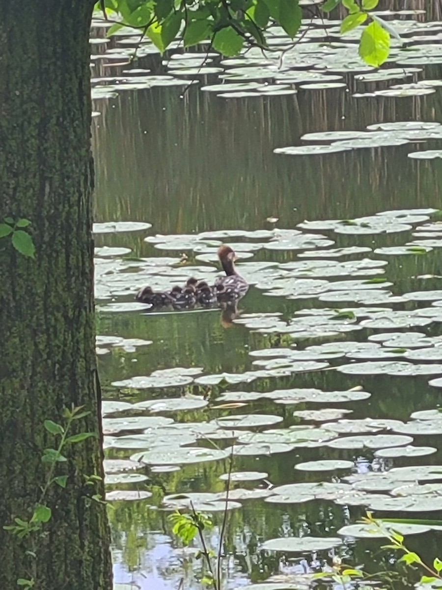 Hooded Merganser - Thomas Logan