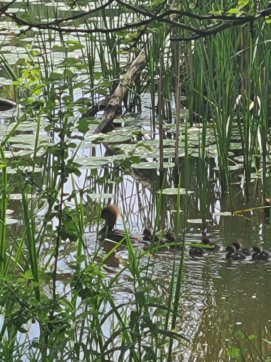 Hooded Merganser - Thomas Logan