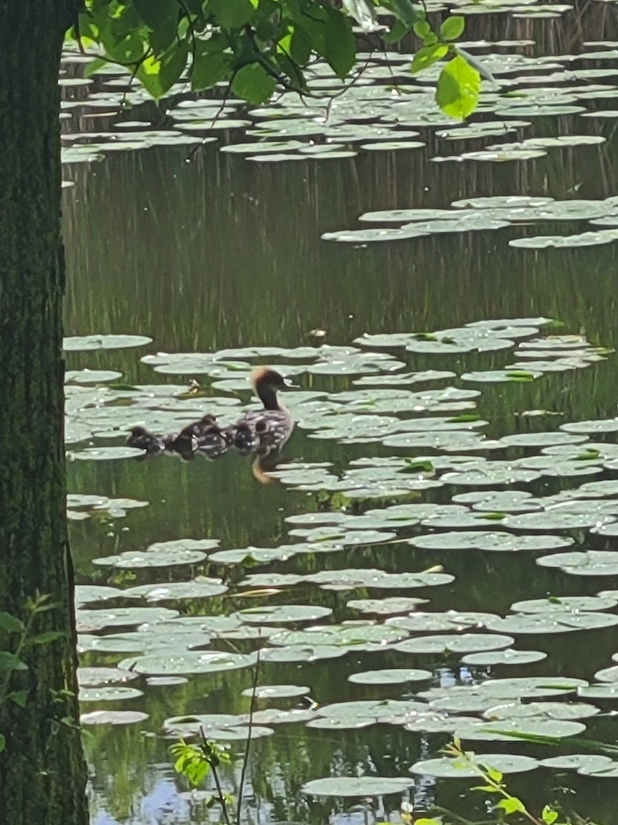 Hooded Merganser - Thomas Logan