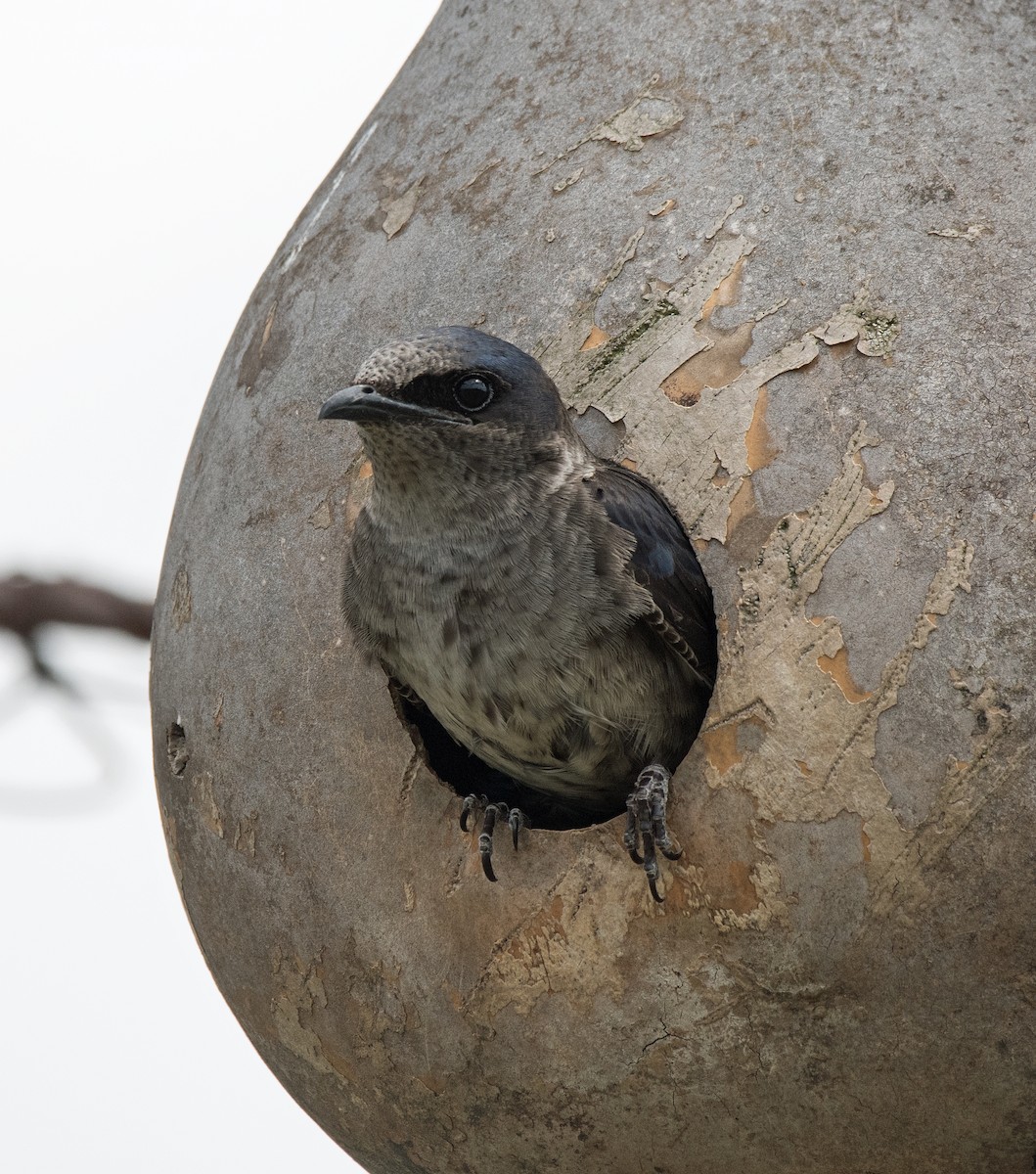 Purple Martin - Alison Davies