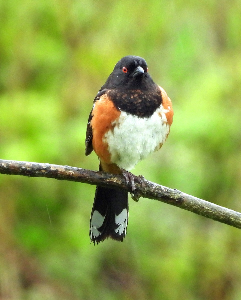 Spotted Towhee - Jock McCracken