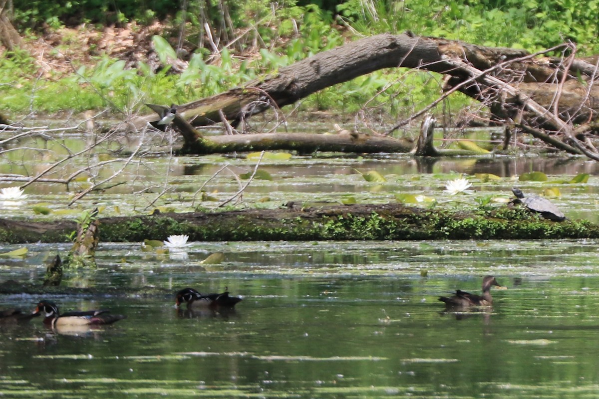 Eastern Kingbird - ML619653859