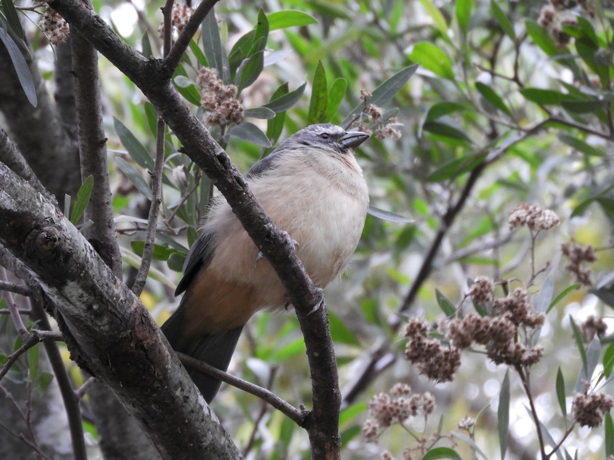 Bluish-gray Saltator - Leandro Ceschin