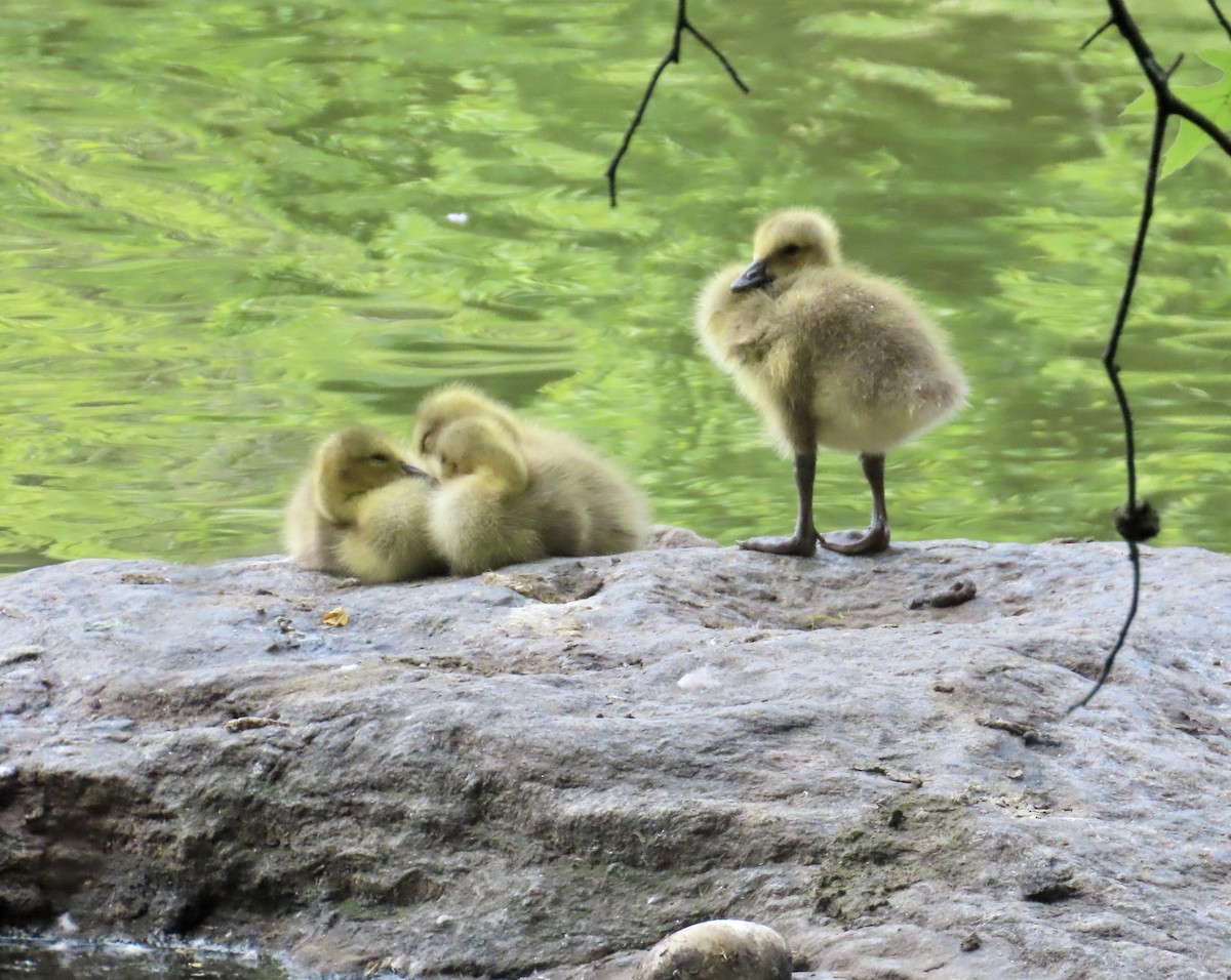 Canada Goose - Angela Romanczuk