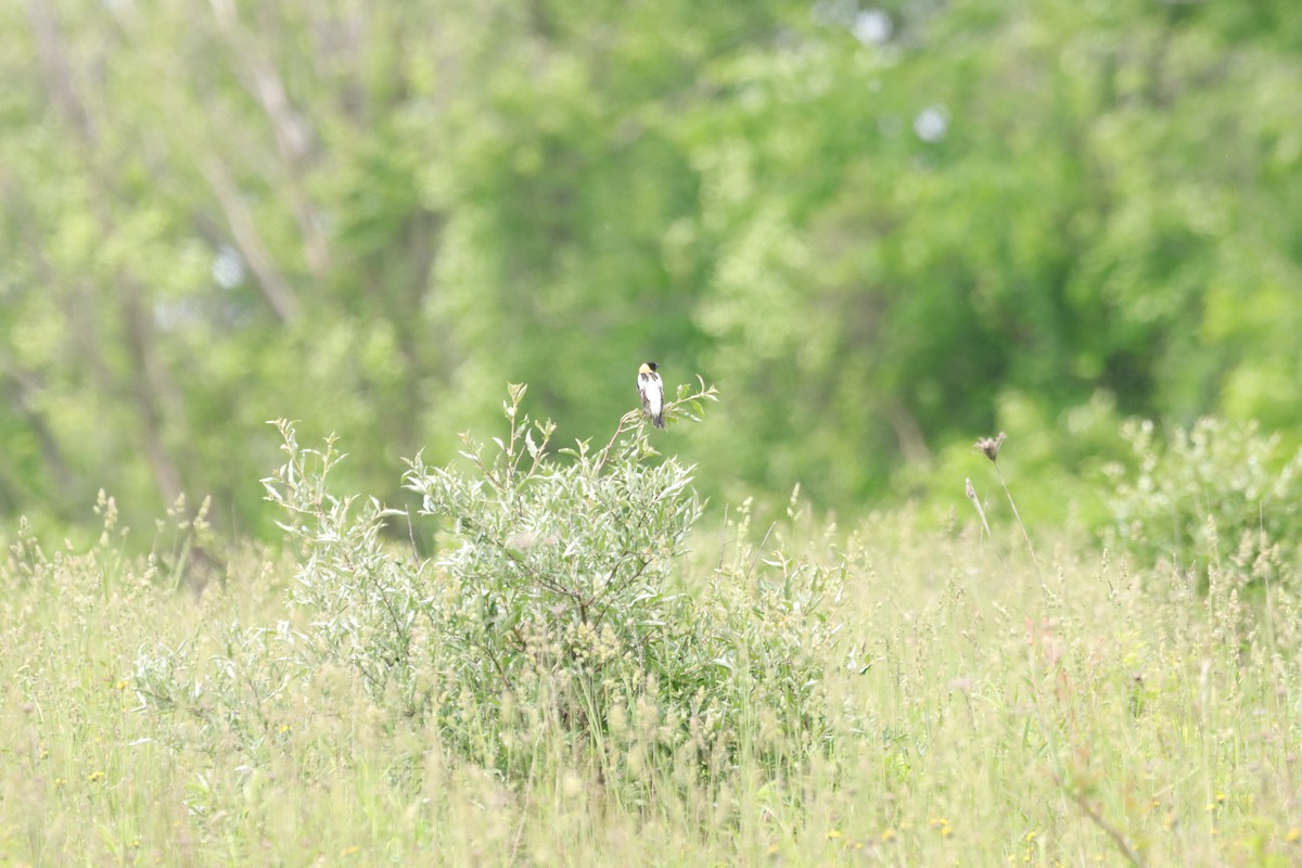 Bobolink - William Going