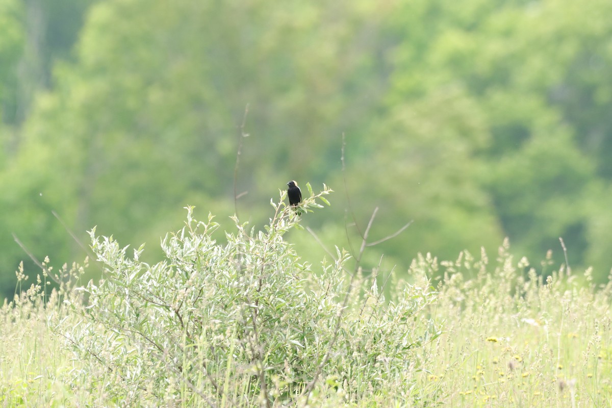 Bobolink - William Going