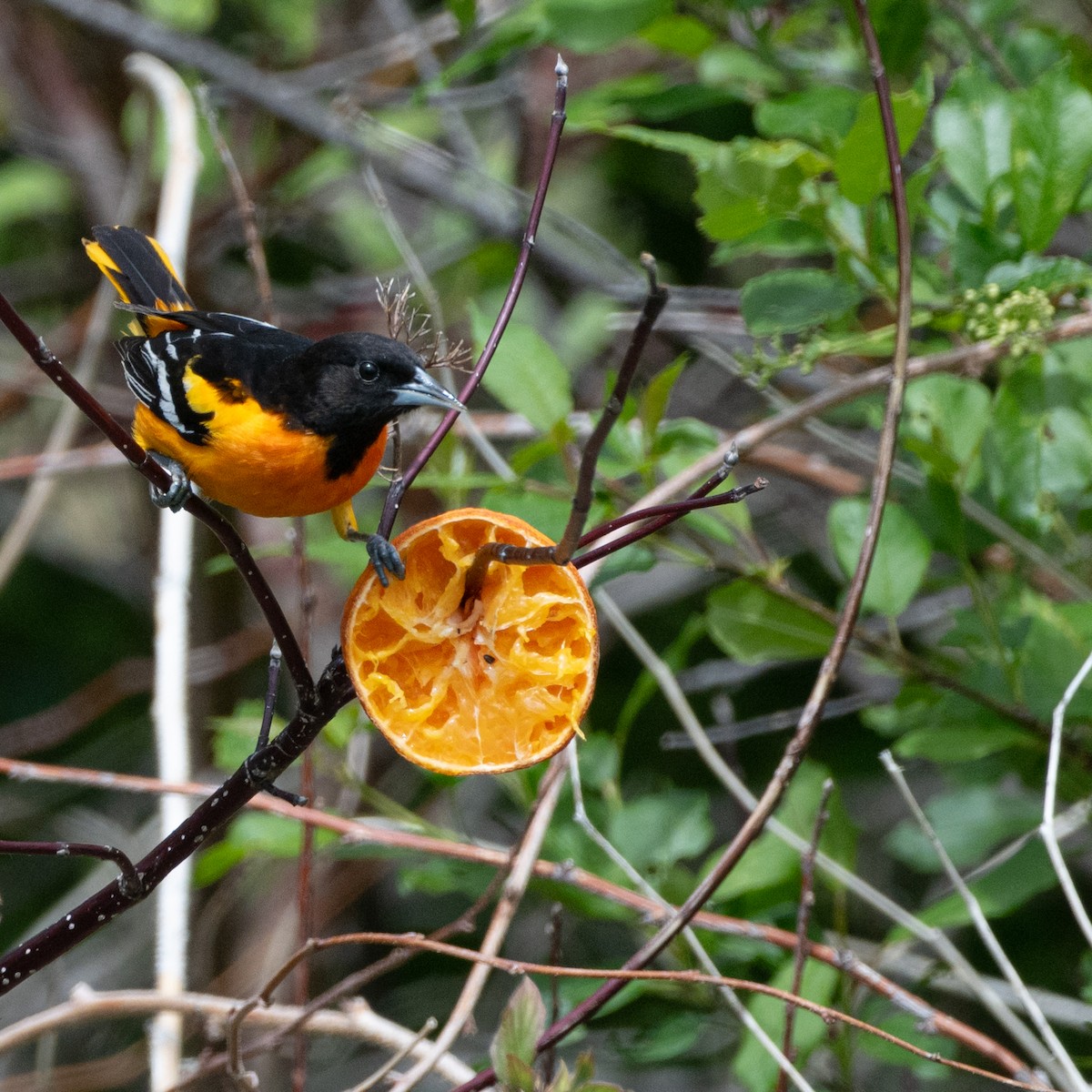 Baltimore Oriole - Christine Pelletier et (Claude St-Pierre , photos)