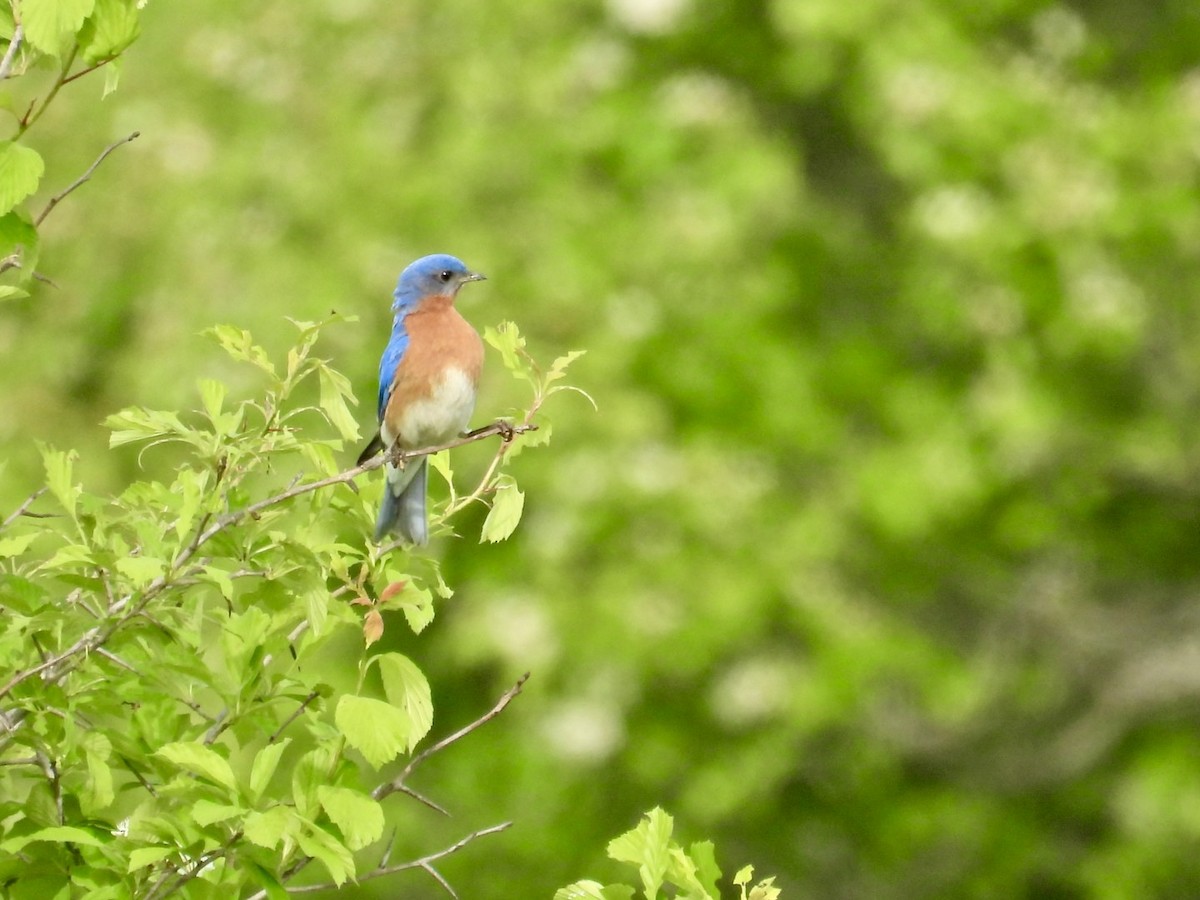 Eastern Bluebird - Deb Diane