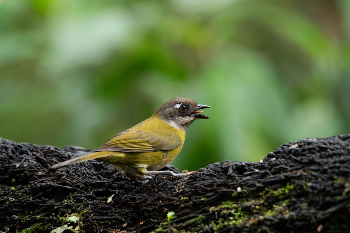 Common Chlorospingus - Rich and Lynne Glassford