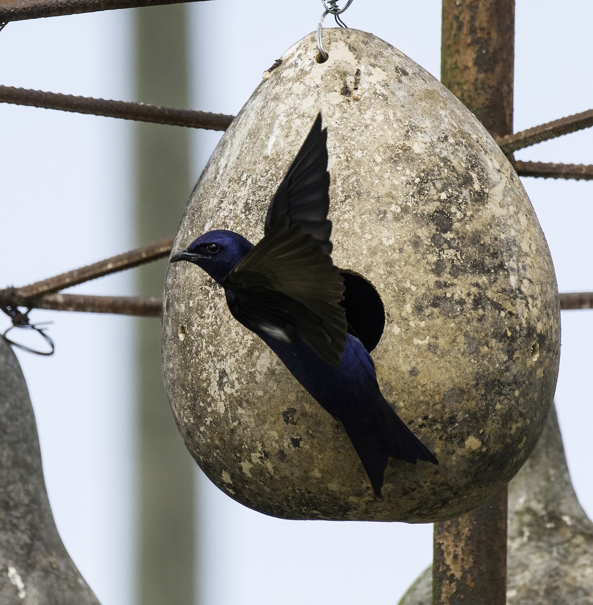 Purple Martin - Alison Davies