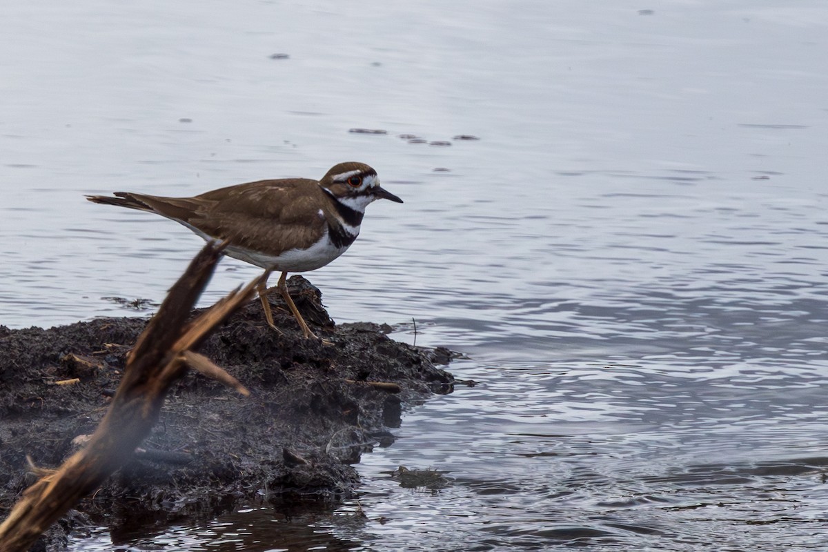 Killdeer - ML619653900