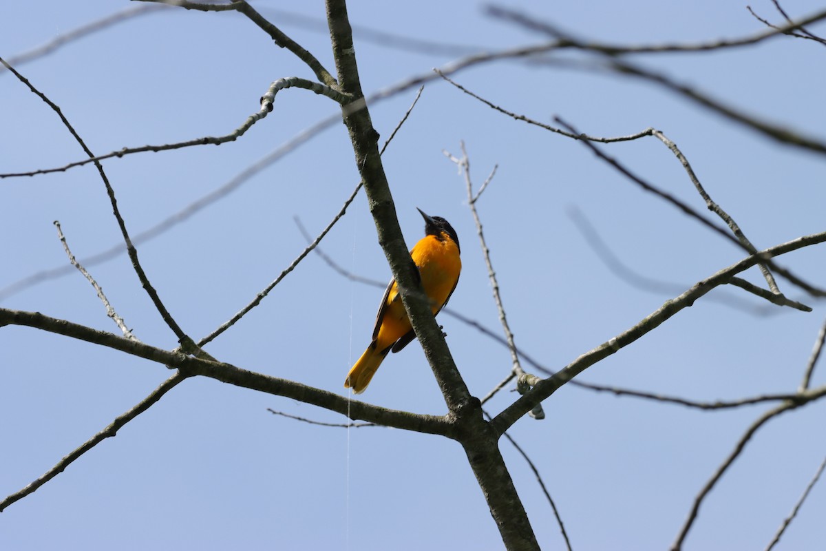 Baltimore Oriole - William Going