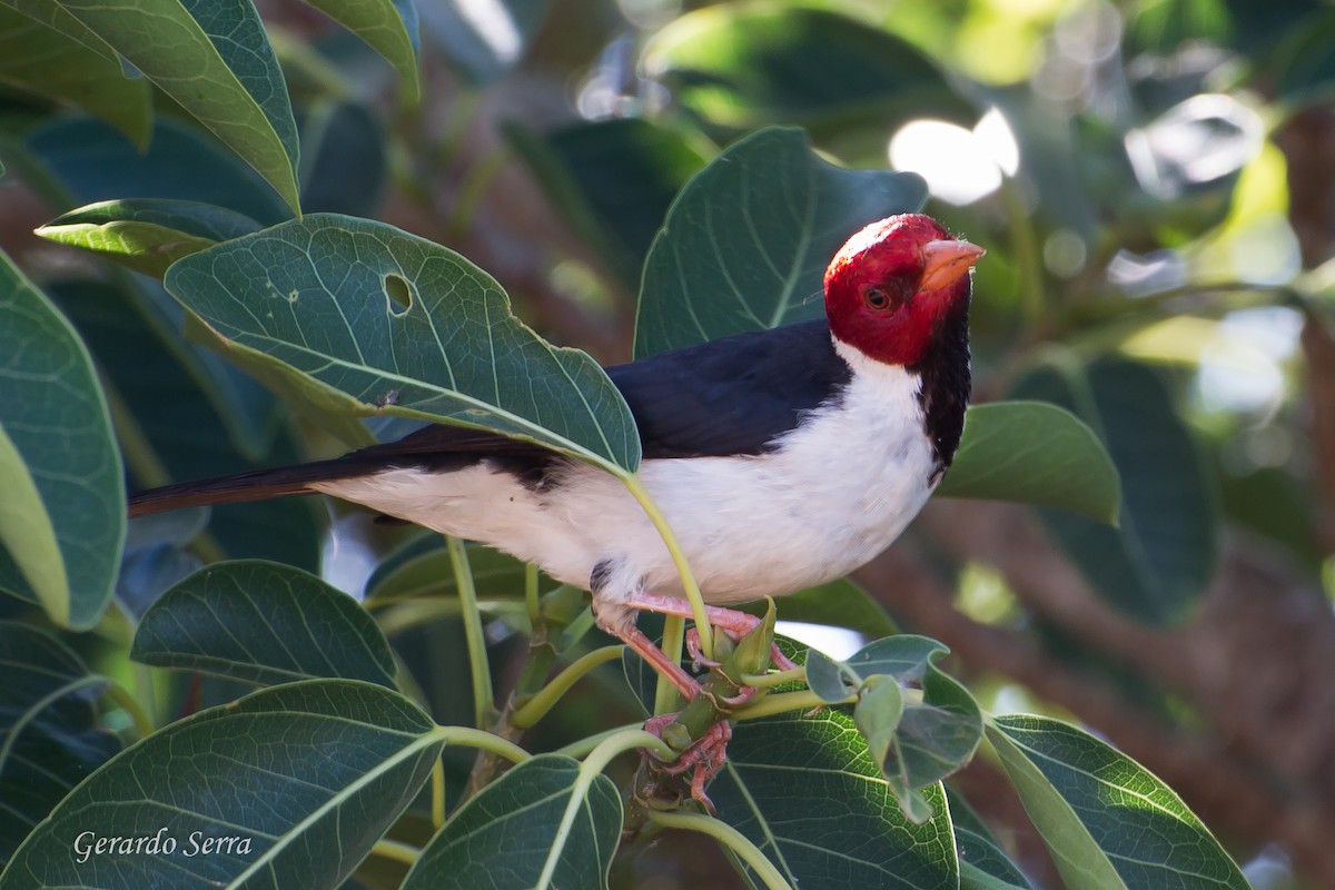 Yellow-billed Cardinal - Gerardo Serra