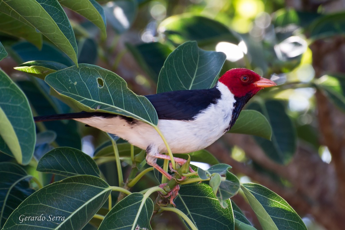 Yellow-billed Cardinal - Gerardo Serra